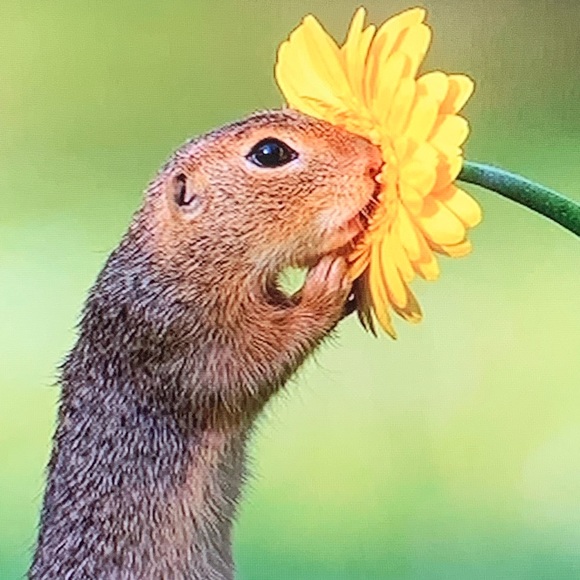 Meet your Posher, Ruby - Picture 1 of 1